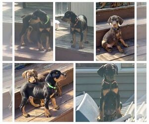 Doberman Pinscher Puppy for sale in EVART, MI, USA