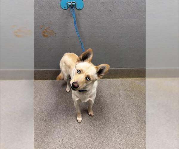 Medium Photo #1 Siberian Husky-Unknown Mix Puppy For Sale in Las Vegas, NV, USA