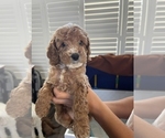 Puppy Blondie Cock-A-Poo