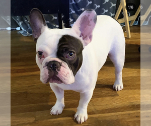Father of the French Bulldog puppies born on 09/26/2020