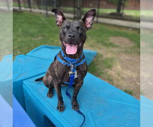 American Pit Bull Terrier-Unknown Mix Dogs for adoption in Boston, MA, USA
