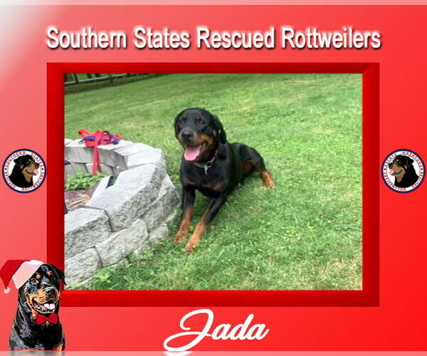 Medium Photo #3 Rottweiler-Unknown Mix Puppy For Sale in White Hall, AR, USA