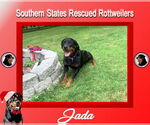 Small #2 Rottweiler Mix