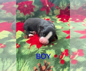 Australian Shepherd Puppy for sale in MIDDLESEX, NC, USA