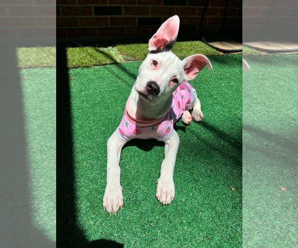 Medium Photo #1 American Pit Bull Terrier-Unknown Mix Puppy For Sale in Germantown, OH, USA