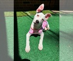 Small American Pit Bull Terrier Mix