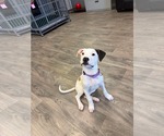 Small American Pit Bull Terrier-American Staffordshire Terrier Mix