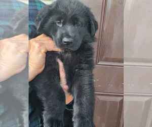 Medium German Shepherd Dog