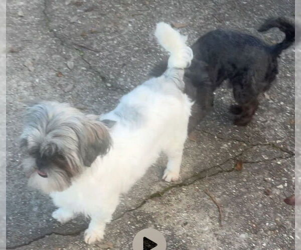 Medium Photo #2 Shih Tzu-Unknown Mix Puppy For Sale in Oakhurst, NJ, USA