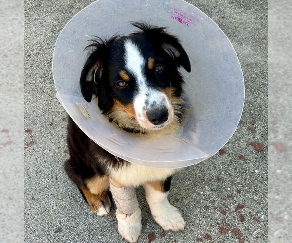 Medium Photo #3 Australian Shepherd Puppy For Sale in San Juan Capistrano, CA, USA