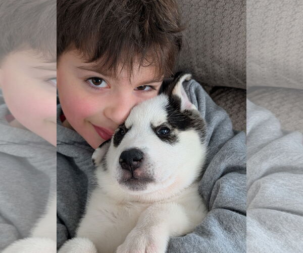 Medium Photo #2 Labrenees Puppy For Sale in Brooklyn Center, MN, USA