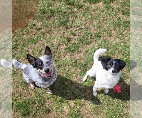 Medium Photo #7 Mutt Puppy For Sale in FAIRLAWN, OH, USA