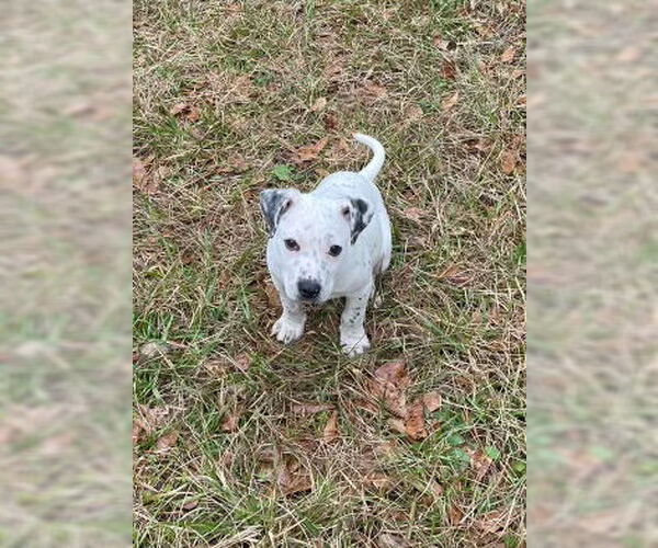 Medium Photo #2 American Pit Bull Terrier-Unknown Mix Puppy For Sale in Slidell, LA, USA