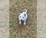 Small #1 American Pit Bull Terrier Mix