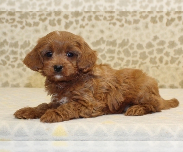 Medium Photo #2 Cavapoo Puppy For Sale in DENVER, PA, USA