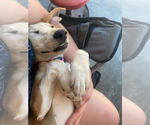Small #3 Beagle-English Foxhound Mix