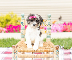 Cock-A-Poo Puppy for sale in MILLERSBURG, IN, USA