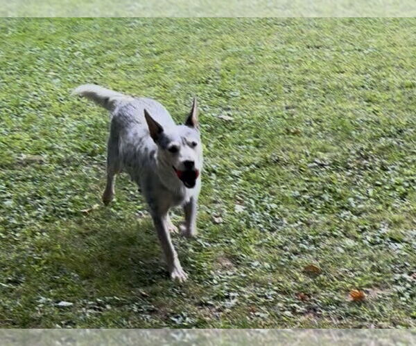 Medium Photo #3 Mutt Puppy For Sale in Garden City, NY, USA