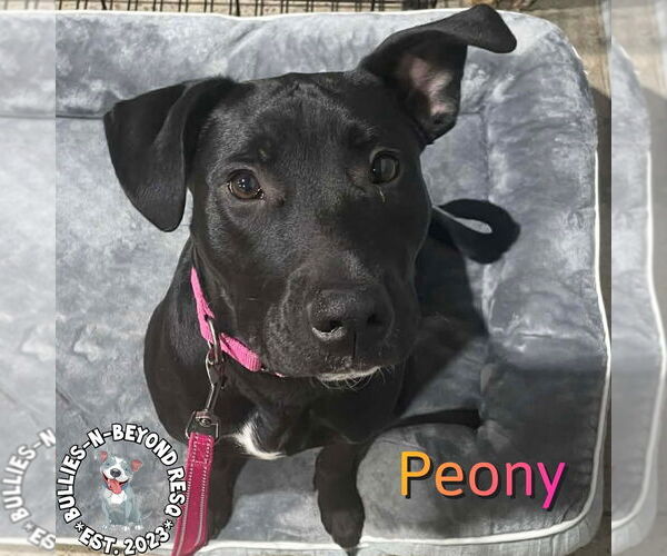 Medium Photo #6 Labrador Retriever-Staffordshire Bull Terrier Mix Puppy For Sale in Omaha, NE, USA