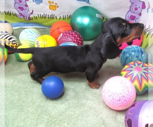 Medium Photo #2 Dachshund Puppy For Sale in RATTAN, OK, USA