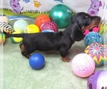 Small #1 Dachshund