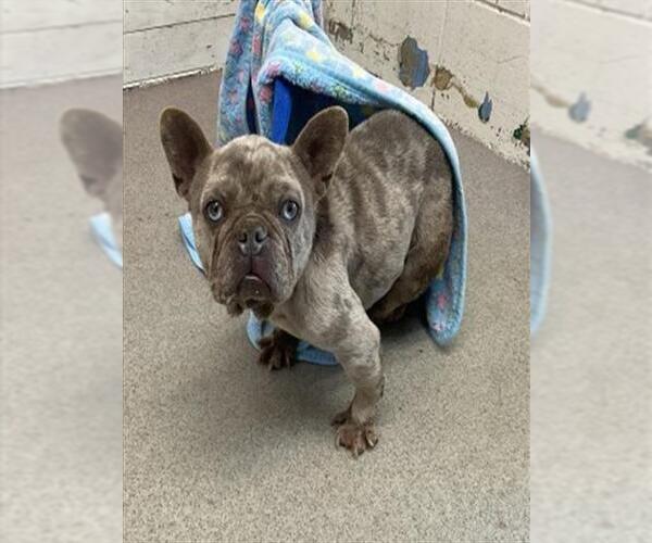 Medium Photo #1 French Bulldog-Unknown Mix Puppy For Sale in San Bernardino, CA, USA