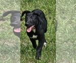 Small #10 German Shepherd Dog Mix
