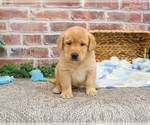 Small #2 Labrador Retriever