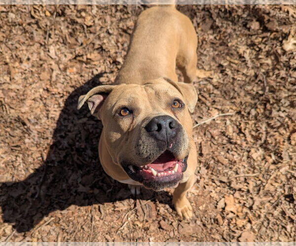 Medium Photo #3 Mutt Puppy For Sale in McCormick, SC, USA