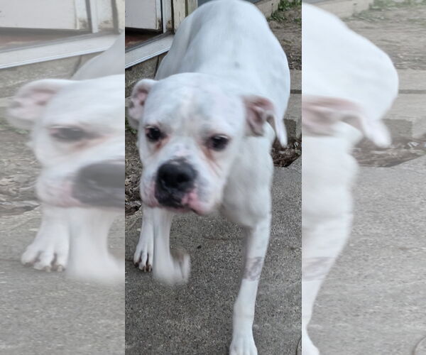 Medium Photo #9 Boxer Puppy For Sale in  Katy, TX, USA