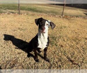 American Foxhound-Unknown Mix Dogs for adoption in Grovetown, GA, USA
