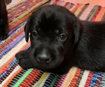 Small Photo #2 Labrador Retriever Puppy For Sale in INDIANA, PA, USA