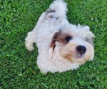 Small #6 Bernedoodle (Miniature)