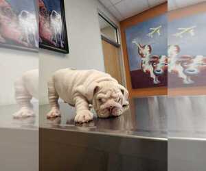 English Bulldog Puppy for sale in EL PASO, TX, USA