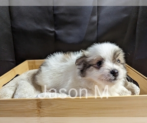 Maltipom Puppy for sale in NORTH CHARLESTON, SC, USA