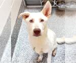 Small #2 Siberian Husky Mix