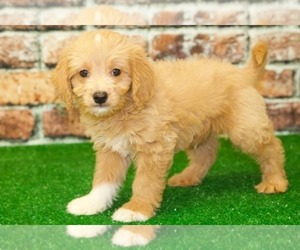 Goldendoodle Puppy for sale in BEL AIR, MD, USA