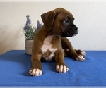Small Photo #5 Boxer Puppy For Sale in FRANKLIN, IN, USA