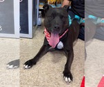 Small #1 American Pit Bull Terrier Mix