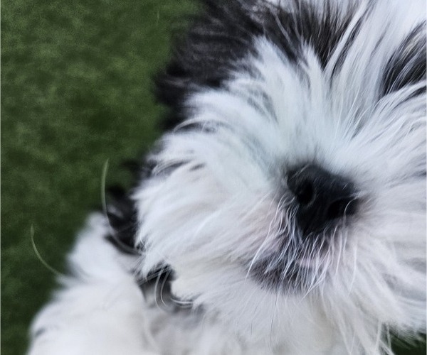 Medium Photo #11 Shih Apso Puppy For Sale in GOODYEAR, AZ, USA