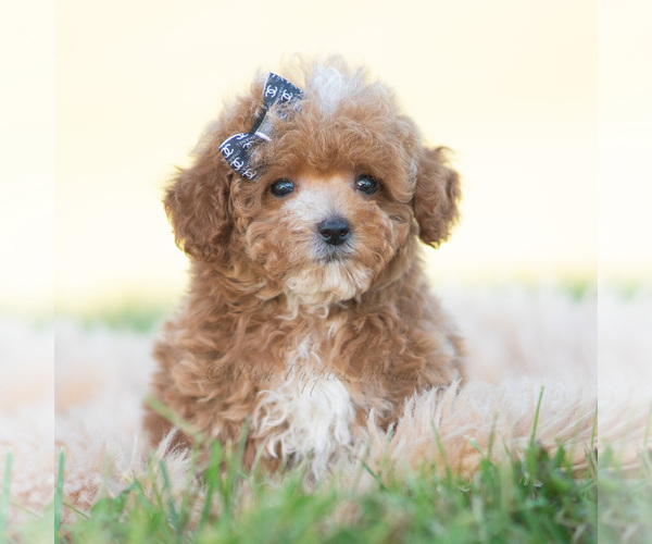 Medium Photo #3 Poodle (Miniature) Puppy For Sale in WARSAW, IN, USA