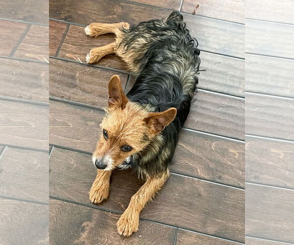 Medium Photo #8 Mutt Puppy For Sale in Corona, CA, USA