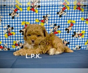 Maltipoo Puppy for sale in WINNSBORO, LA, USA