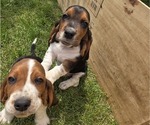 Puppy Barney Basset Hound