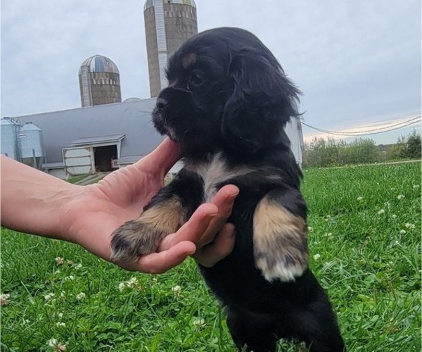 Medium Photo #5 Cocker Spaniel Puppy For Sale in WITHEE, WI, USA