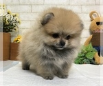 Small #6 Pomeranian