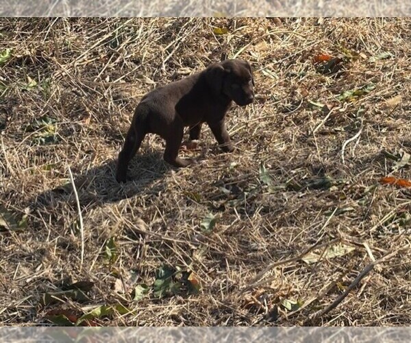 Medium Photo #1 Labrador Retriever Puppy For Sale in OMAHA, NE, USA