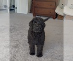 Puppy Puppy 2 Labradoodle