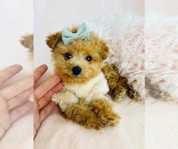 Medium Photo #15 Poodle (Toy) Puppy For Sale in DELRAY BEACH, FL, USA