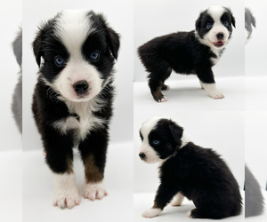 Miniature Australian Shepherd Puppy for sale in BROOKER, FL, USA